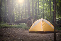 A yellow tent in a forest