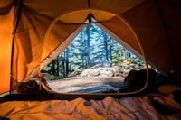 the view of a forest from inside a tent